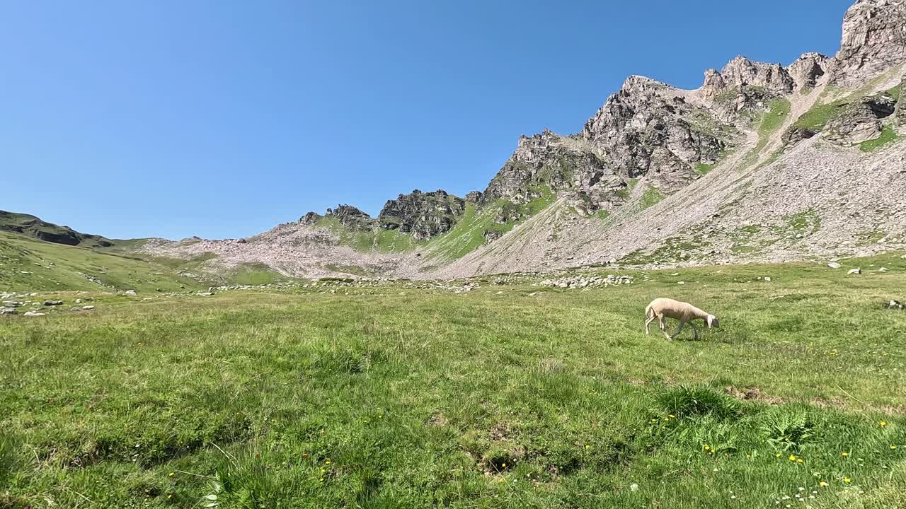 Sau på en grønn eng omgitt av tårnhøye fjell i Alpene