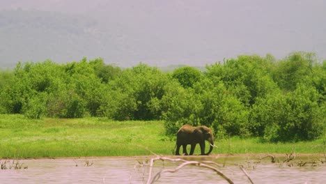 elephant walking by a lake in a lush green landscape