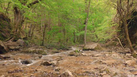 wild, vivid vegetation of tropical forest