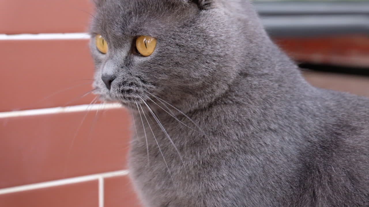 Close up of a grey Scottish Fold cat sitting in a court