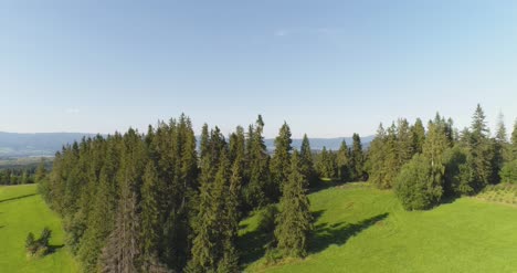 flying over the beautiful forest trees landscape panorama 6