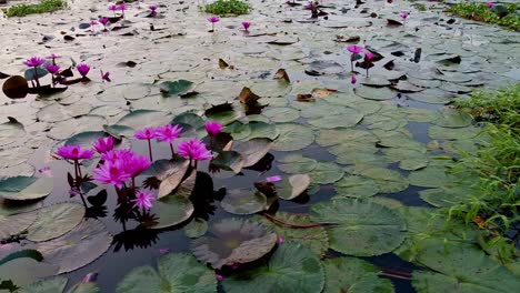 moving shot water lily standing wide open, pond river sea, water lily blooming, beautiful aerial shot, group, blossom , field, top