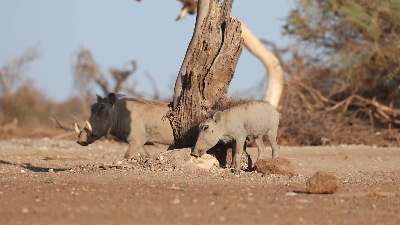 Wide shot of a young warthog piglet scratching its head on a dead tree trunk while its mother walks by. Filmed from a low angle in Mashatu Game Reserve