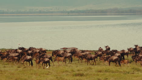 wildebeest and hippopotamus by a lake in africa