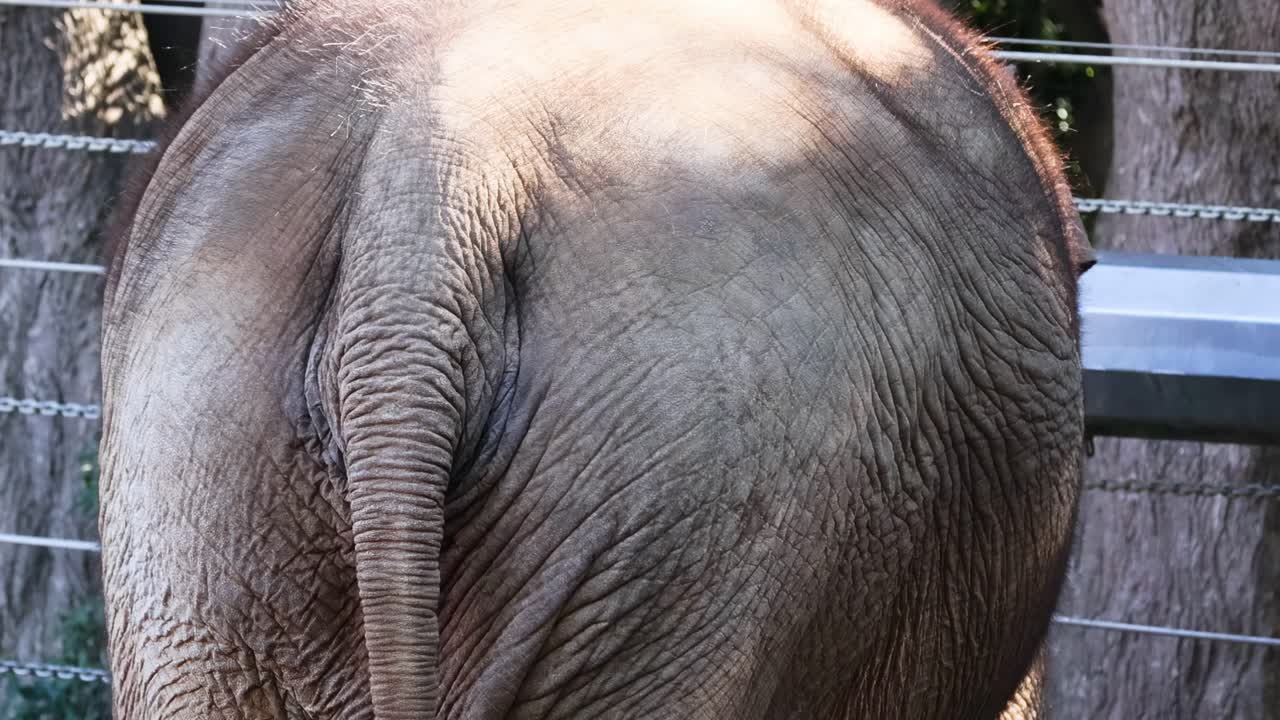 Close-up view of an elephant's back and tail with sunlight casting shadows in a fenced area.