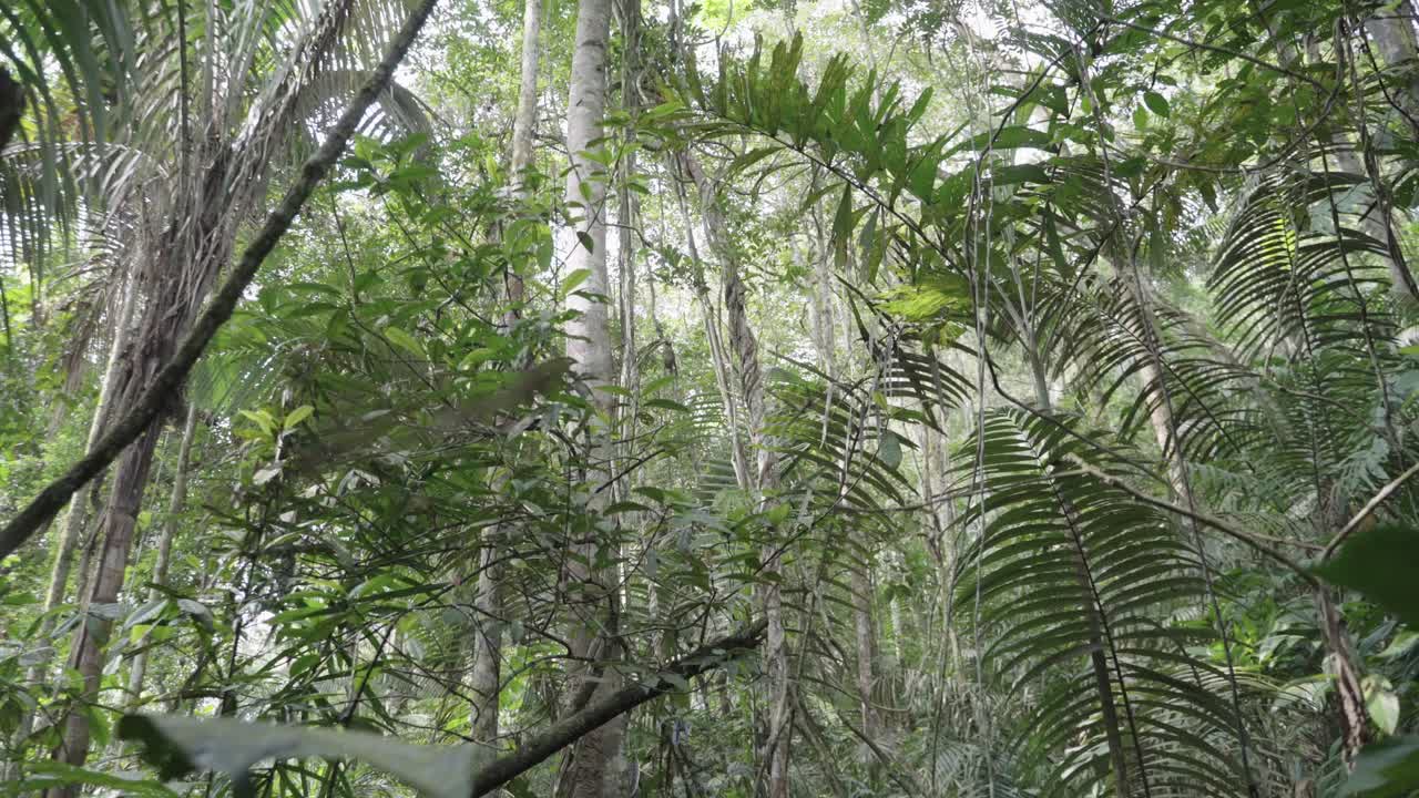 Schwenkaufnahme, die durch einen üppig grünen Wald mit gefiederten Blättern und hohen Baumstämmen nach oben blickt