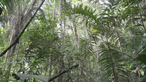 Clip-Panorámico-Mirando-Hacia-Arriba-A-Través-De-Un-Exuberante-Bosque-Verde-Con-Hojas-Frondas-Y-Troncos-Altos