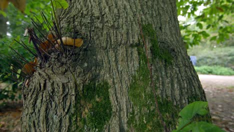 Thick-tree-trunk