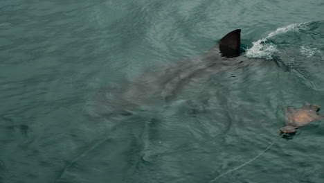 Gran-Tiburón-Blanco-En-La-Superficie,-Con-La-Aleta-Dorsal-Afuera,-Atraído-Por-Una-Foca-Señuelo