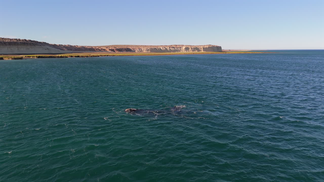 Forward aerial above southern right whale surfacing and raising flippers from ocean