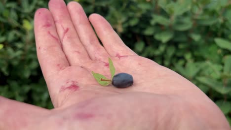 hand stained with berry juice holding a freshly picked haskap berry