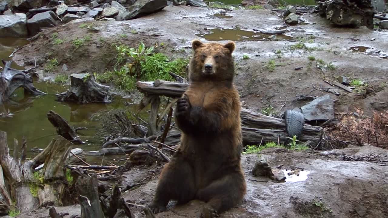 Orso nero seduto su una roccia che unisce le zampe