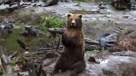 Schwarzbär,-Der-Auf-Einem-Felsen-Sitzt-Und-Sich-Seinen-Pfoten-Anschließt