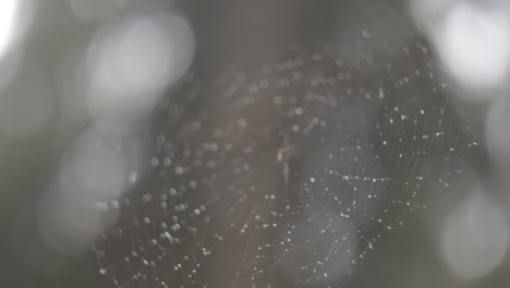 primer plano sobre un fondo borroso de red de araña con gotas de agua