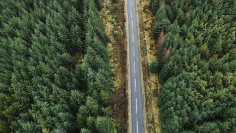 Aerial-view-of-country-road-through-evergreen-forest,-tilt-up-descending