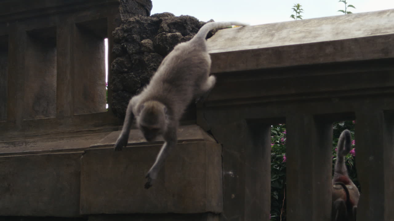 Monkey crouching low on temple railing in Indonesia slow motion