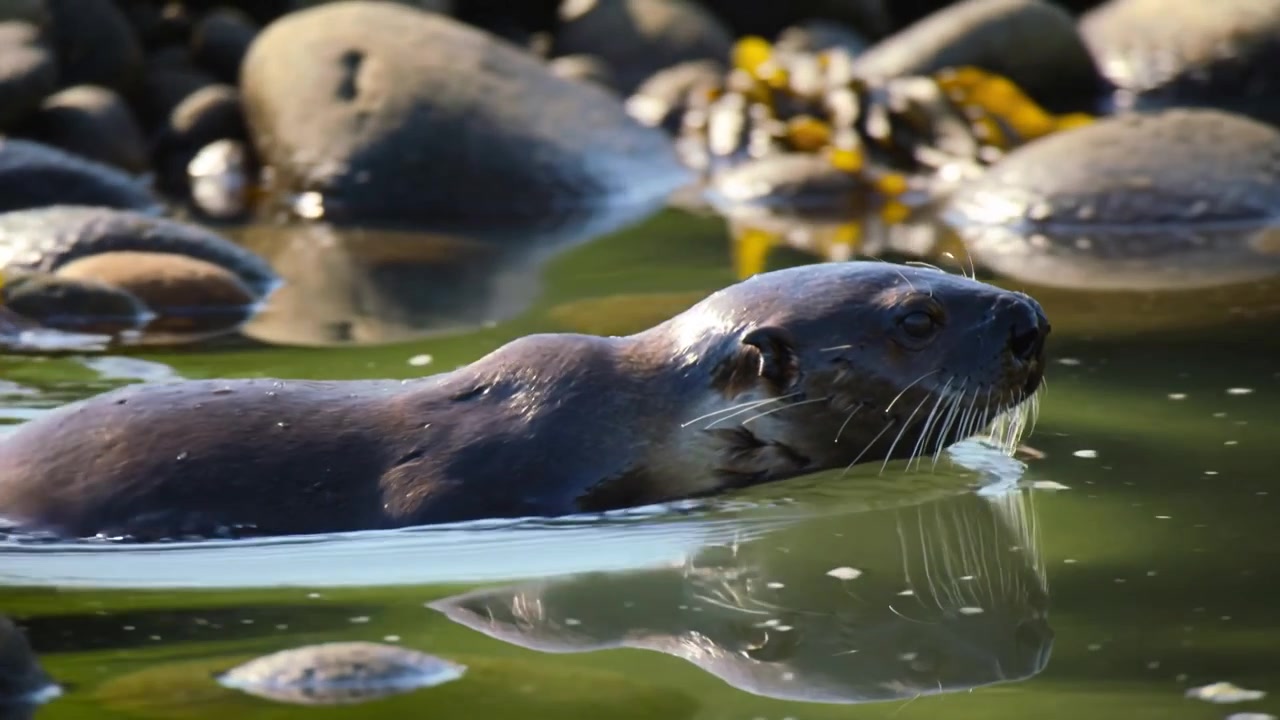 Ein auftauchender Otter hebt den Kopf und schwimmt rechts entlang eines Gezeitenbeckens, umgeben von Felsen, Seetang und Wassertropfen.