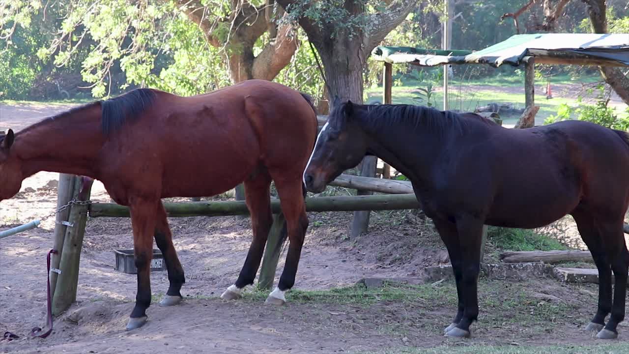 caballos vagando libres en un campo rodeado de árboles y hierba
