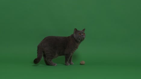 the cat and the ball