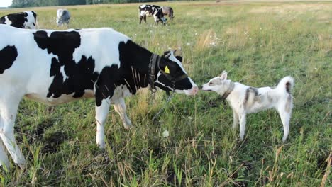 Heifer-playing-with-the-dog