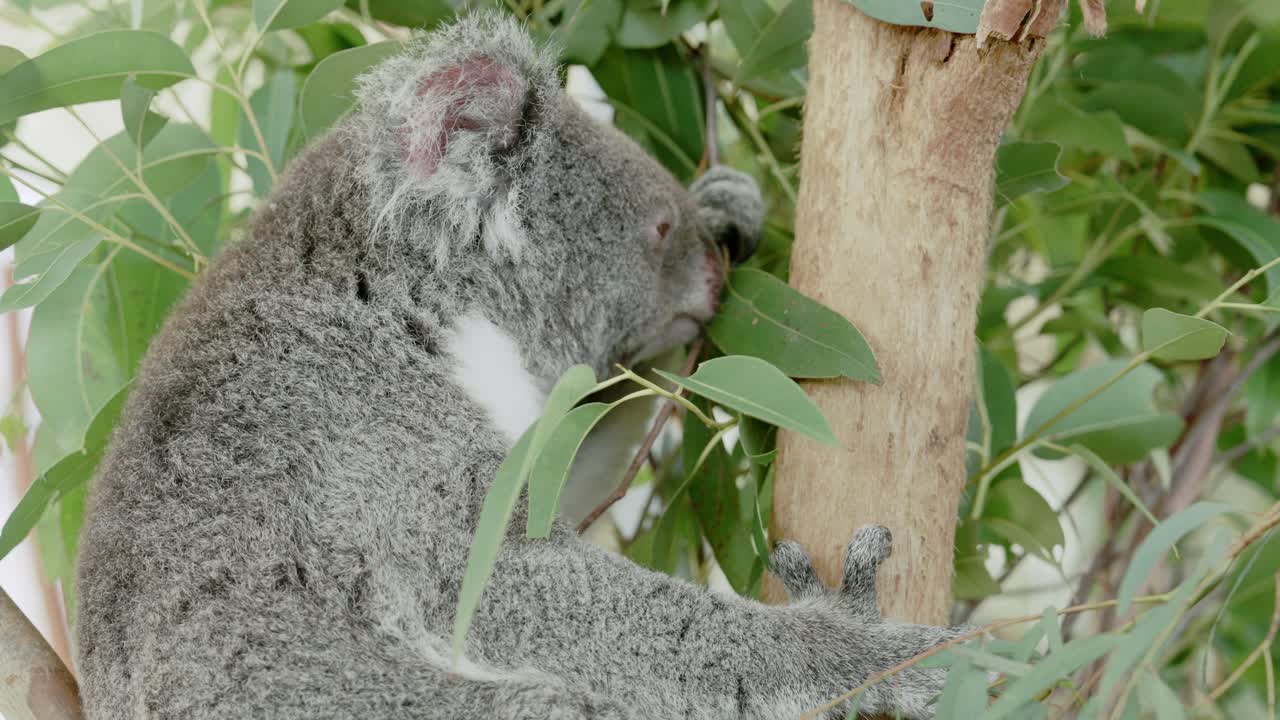 un lindo koala esponjoso en el dosel del eucalipto, saboreando cada hoja con gracia deliberada, encarnando la tranquilidad en medio de la selva australiana
