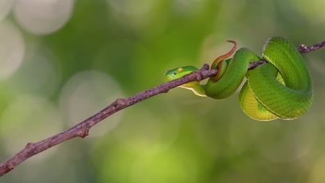 the white-lipped pit viper is a venomous pit viper endemic to southeast asia and is often found during the night waiting on a branch or limb of a tree near a body of water with plenty of food items