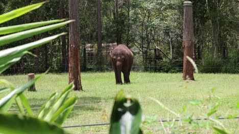 elephant walks through a lush green forest