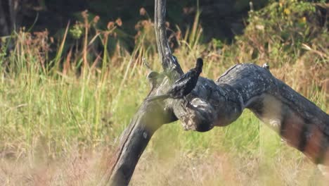 cormoranes enfriándose en el área del estanque