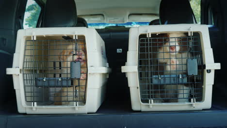 Two-Cages-For-The-Transport-Of-Animals-In-The-Trunk-Of-The-Car-Inside-Are-Two-Puppies-Transportation