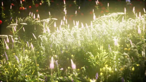 wild flowers in the field