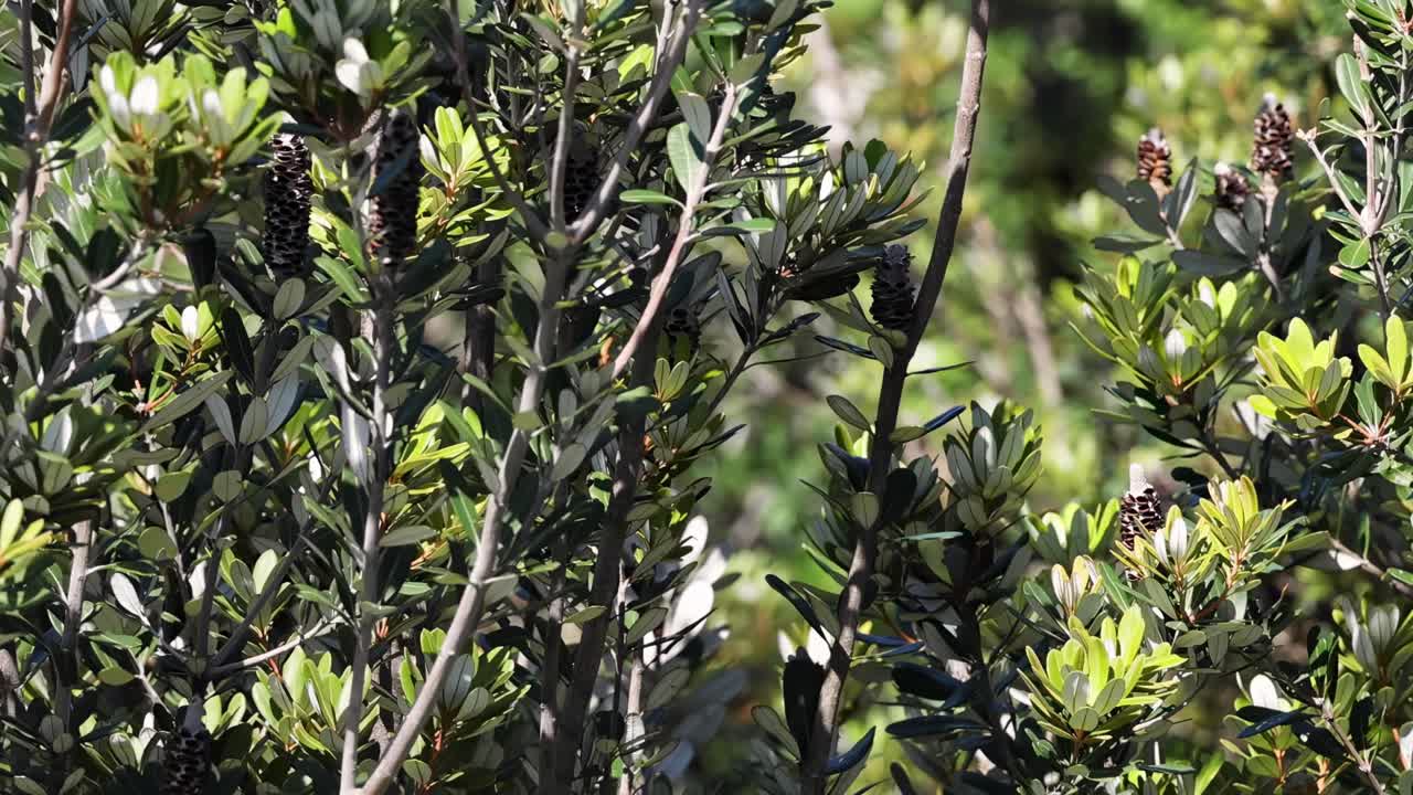 Close-up view of sunlit green leaves and branches, showcasing vibrant foliage and natural textures.
