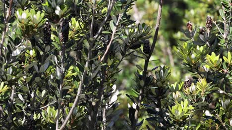 close-up view of sunlit green leaves and branches, showcasing vibrant foliage and natural textures.