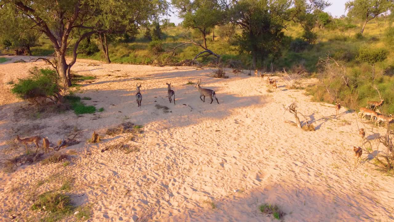 Waterbuck and gazelles on the Mjejane Game Reserve, South Africa