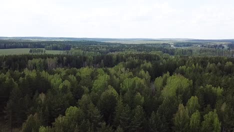 aerial view of a green forest landscape