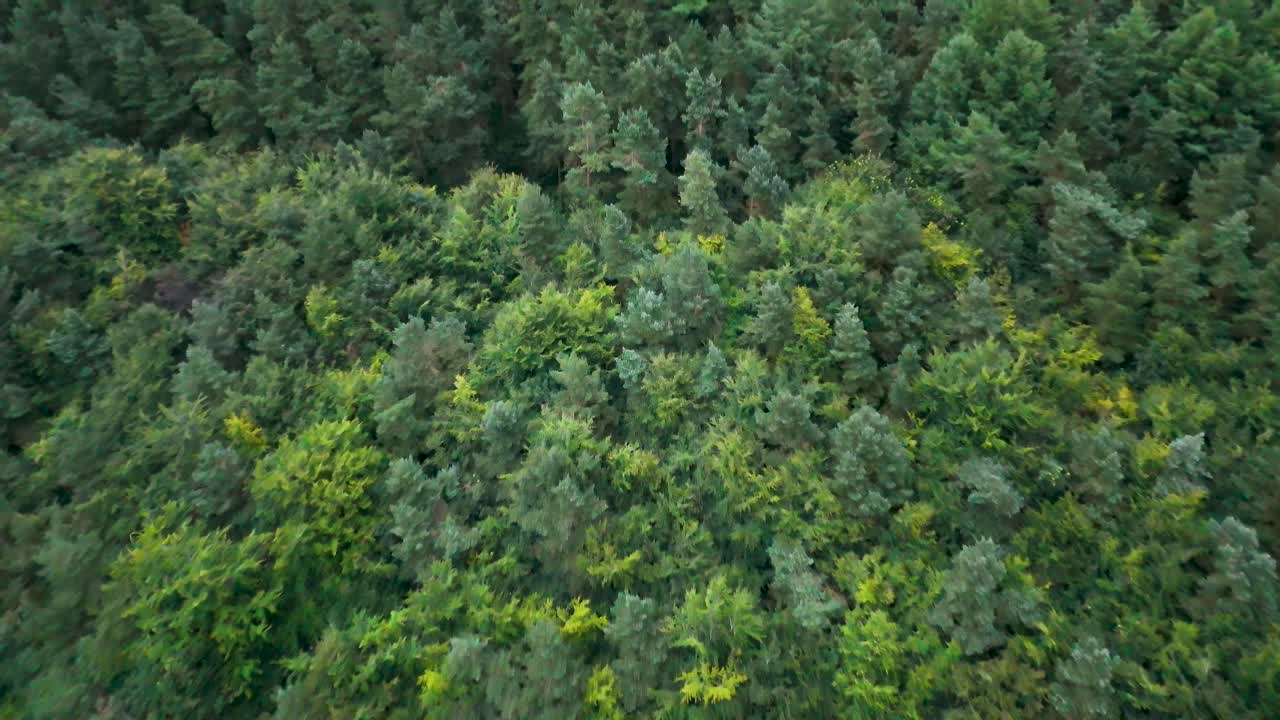 Drone camera smoothly descends above a lush, green pine forest in Hope Valley, England, with soft daylight and steady, downward movement