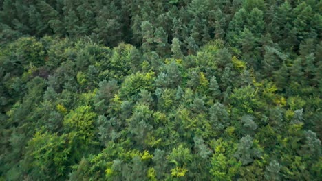 drone camera smoothly descends above a lush, green pine forest in hope valley, england, with soft daylight and steady, downward movement