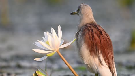 closeup of indian pond heron in morning