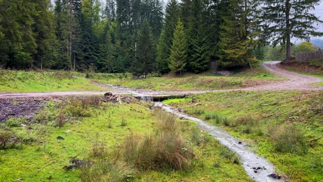 peaceful stream in a coniferous forest