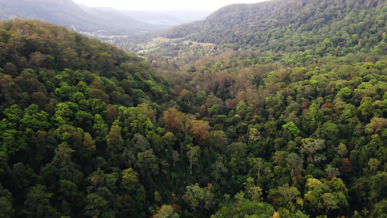 bosque denso en el parque nacional protegido de springbrook - interior de la costa dorada de queensland, australia