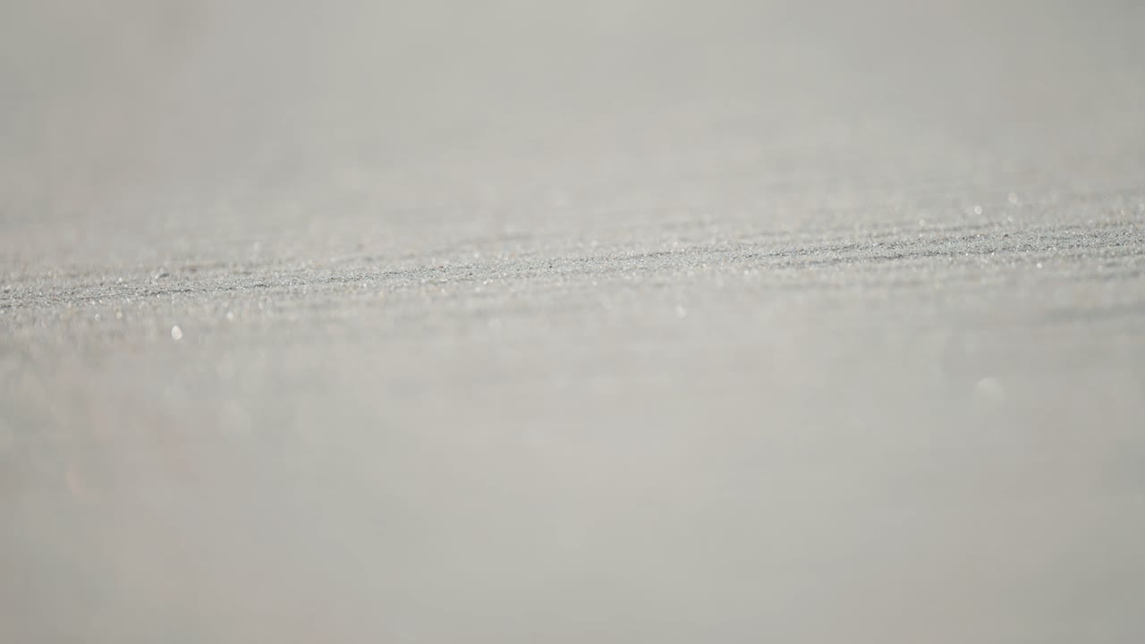 모래 어리는 매크로 에서 빛에 부드럽게 반인다