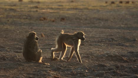 Payasadas-De-La-Tropa-De-Babuinos-En-La-Luz-Dorada-De-La-Mañana-Temprano-En-Una-Sartén-Seca,-Khwai-Botswana