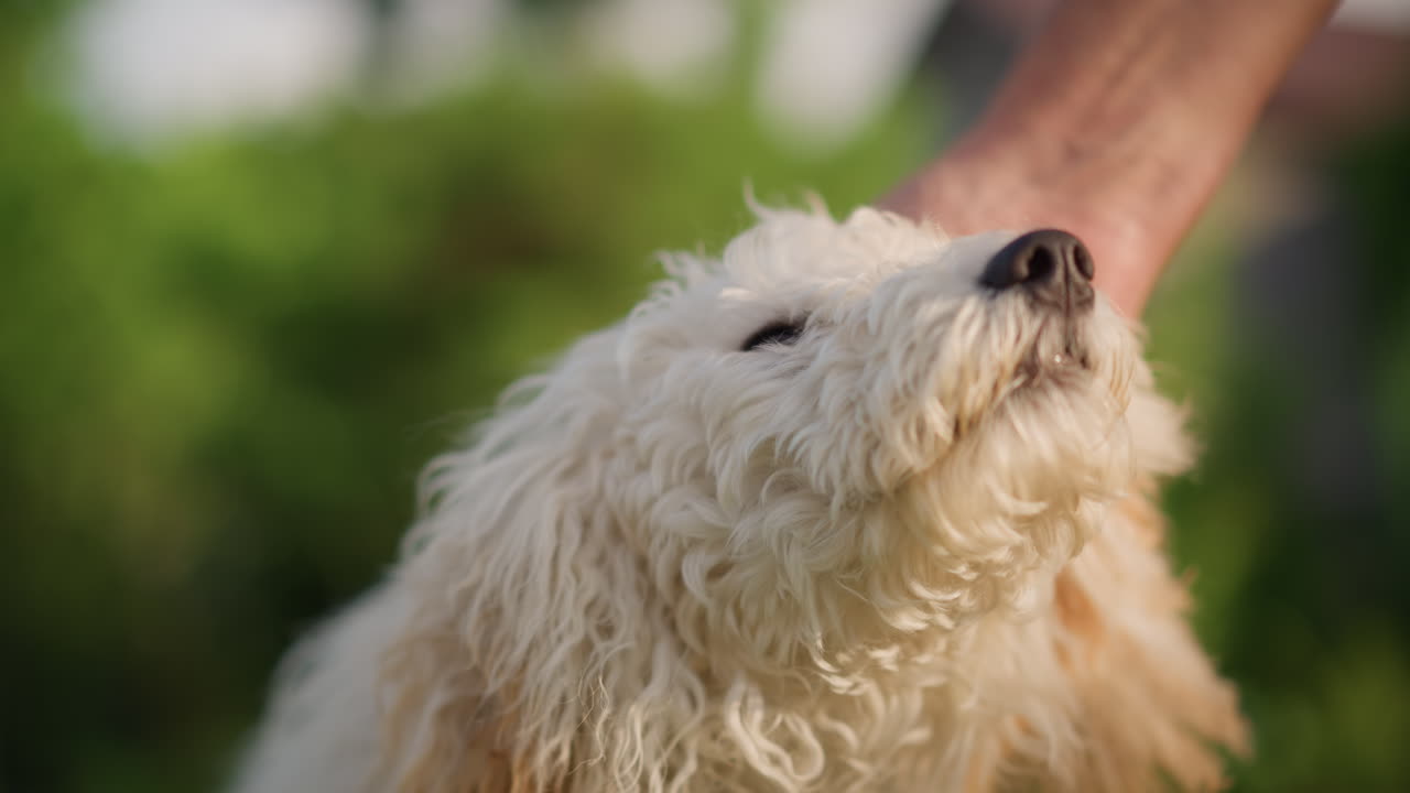 Cucciolo bianco e soffice che si gode un parco soleggiato mentre una mano umana offre dolci carezze, il cucciolo inclina la testa e annusa l'erba, energia giocosa e scodinzolante, calda luce mattutina, atmosfera di esplorazione e scoperta, addestratore.