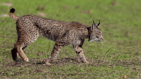 Iberischer-Luchs-Geht-Hinüber-Und-Blickt-In-Richtung-Kamera