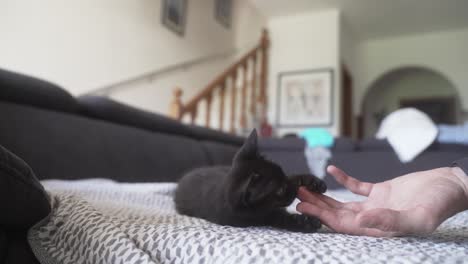 baby black cat playing with human hand