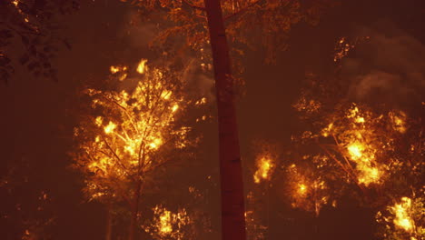 forest fire at night