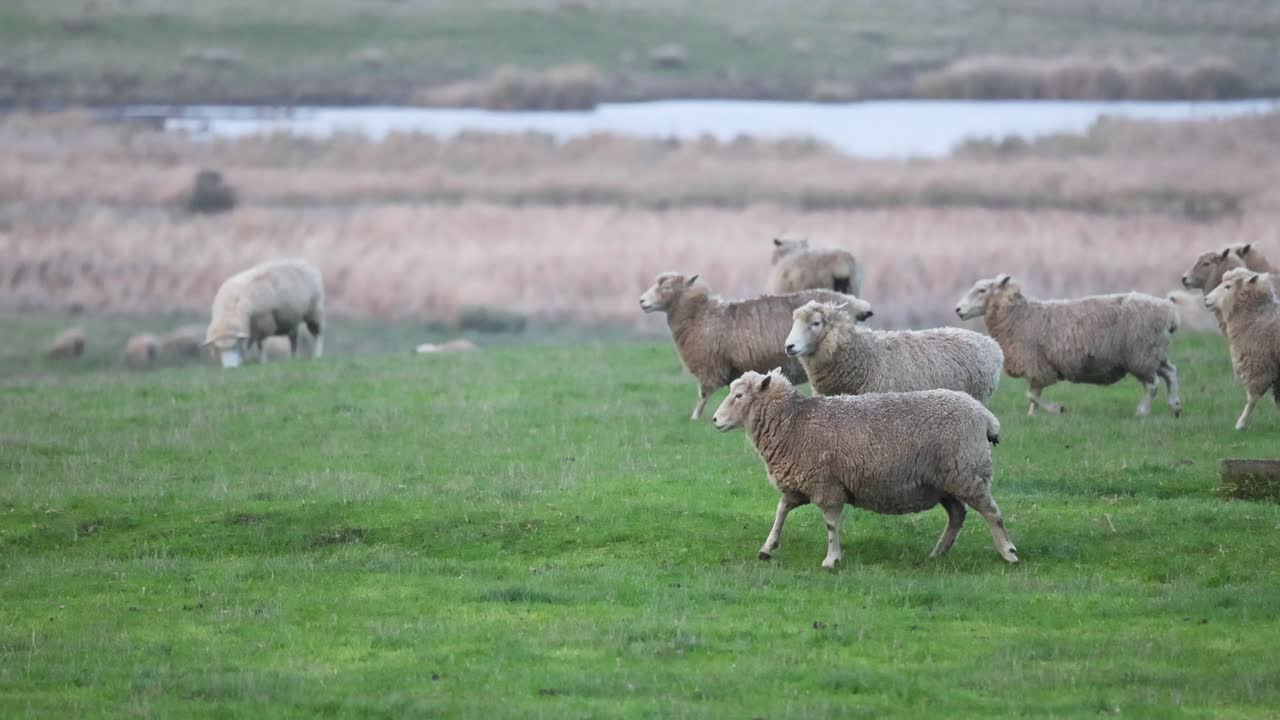 울창 한 초록 들판 에서 양 들 이 먹고 있다