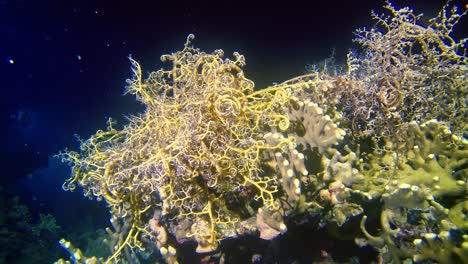criaturas submarinas en la profundidad del arrecife de coral