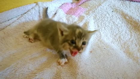 adorable grey and white kitten