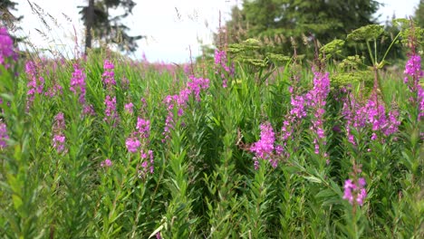 Walking-Through-a-Lush-field-of-wildflowers