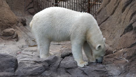 primer plano de un oso polar cautivo. mano